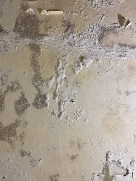Best Professional Mold Removal  in Deland, FL