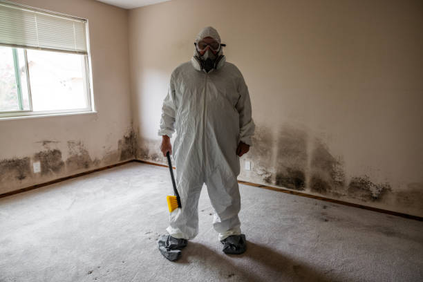 Best Black Mold Removal  in Deland, FL