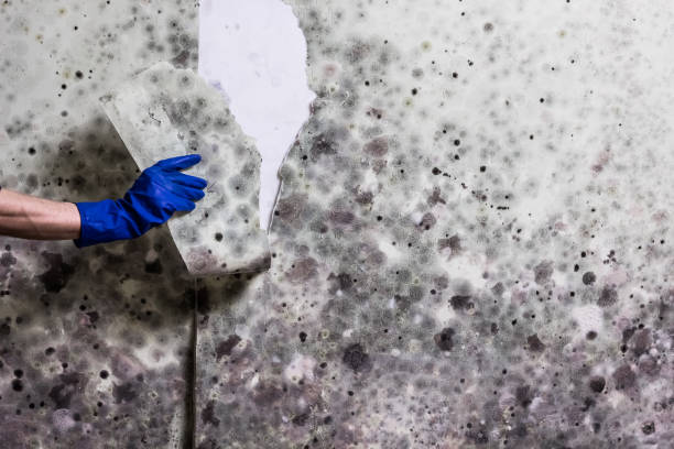 Best Commercial Mold Removal  in Deland, FL