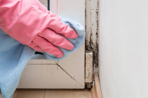 Best Mold Inspection  in Deland, FL